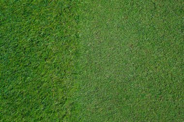 Golf sahasındaki doğal çimenler