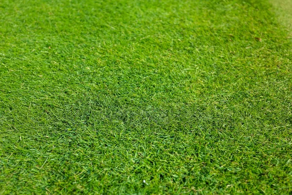 Vista ad alto angolo di sfondo erba verde — Foto Stock