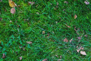 Yeşil çim tarlası, yeşil çimen. Golf sahası için yeşil çimenler, futbol, futbol, spor. Yeşil çimen dokusu ve arka plan