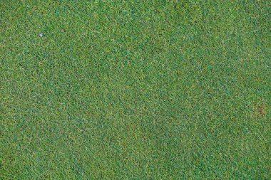 Yeşil çim tarlası, yeşil çimen. Golf sahası için yeşil çimenler, futbol, futbol, spor. Yeşil çimen dokusu ve arka plan