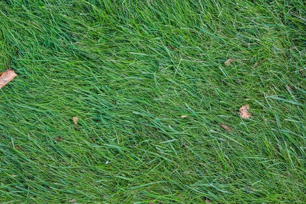 Yeşil çim tarlası, yeşil çimen. Golf sahası için yeşil çimenler, futbol, futbol, spor. Yeşil çimen dokusu ve arka plan — Stok fotoğraf