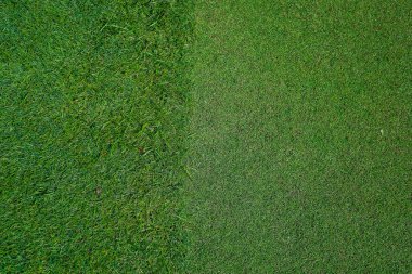 Golf sahasındaki doğal çimenler