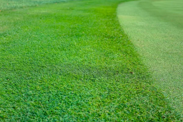 High angle view of green grass background — Stock Photo, Image