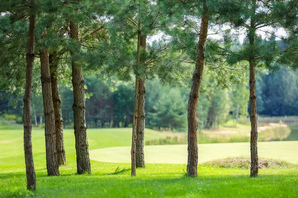 햇볕에 골프 코스에 있는 키큰 소나무들 — 스톡 사진