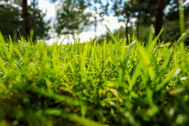 Golf sahasındaki çim manzarası