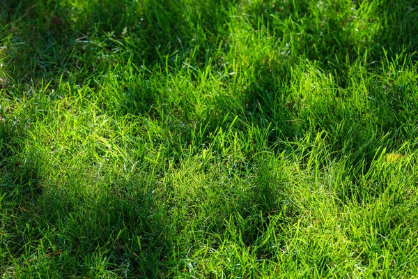 Vue de dessus de l'herbe sur un terrain de golf — Photo