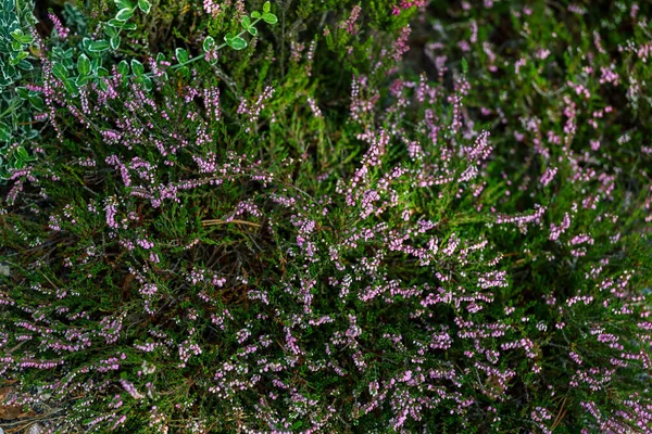 Calluna heide groeit tussen de stenen, close-up — Stockfoto