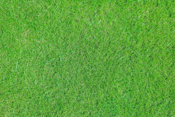 En el campo de golf hierba verde por la noche — Foto de Stock