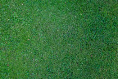 yüksek açılı yeşil çimen arkaplanı