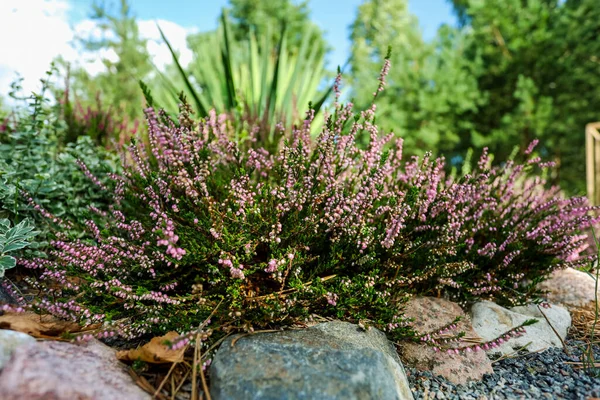 Calluna-Heide wächst zwischen den Steinen, Nahaufnahme — Stockfoto