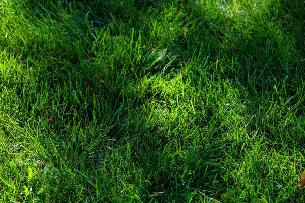 Vue de dessus de l'herbe sur un terrain de golf — Photo