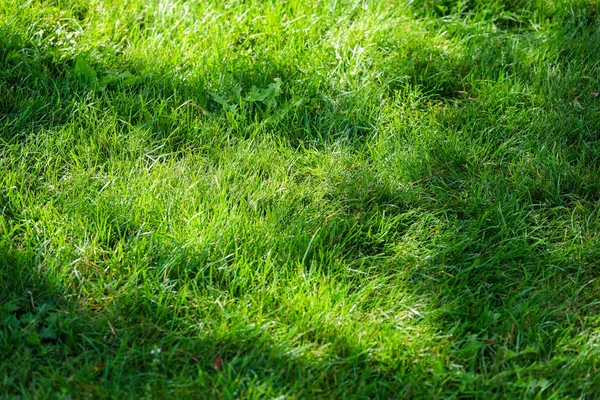 Vista dall'alto dell'erba su un campo da golf — Foto Stock