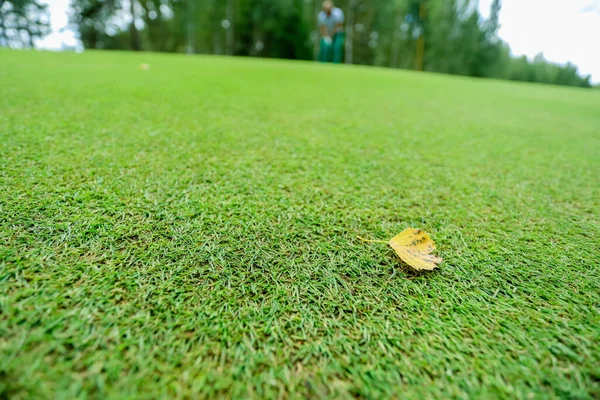 Fris groen gras achtergrond gras top uitzicht — Stockfoto