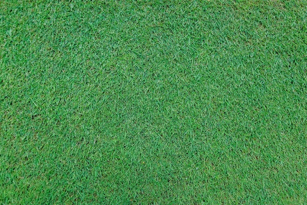 Erba verde sul campo da golf la sera — Foto Stock