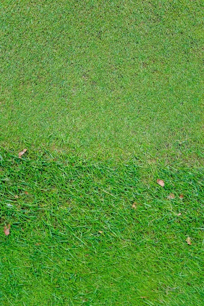 Erba verde sul campo da golf la sera — Foto Stock