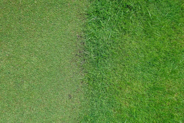 Grama verde no campo de golfe à noite — Fotografia de Stock