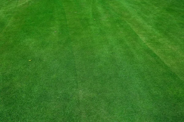 夕方のゴルフ場の緑の芝生で — ストック写真