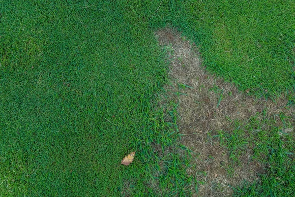 High angle view of green grass background — Stock Photo, Image