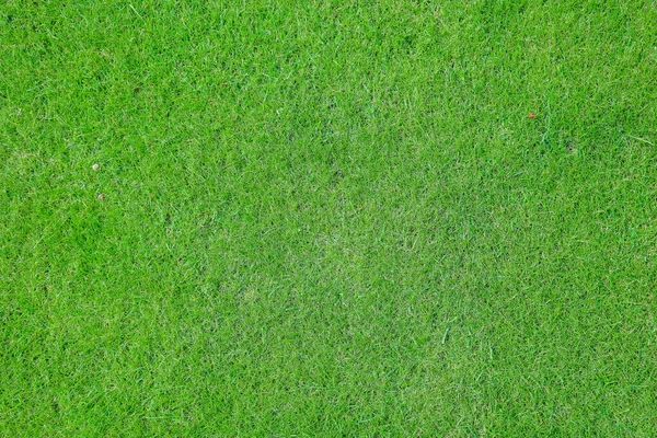 High angle view of green grass background — Stock Photo, Image