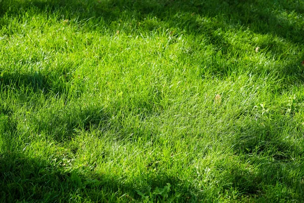 Vista superior de la hierba en un campo de golf —  Fotos de Stock