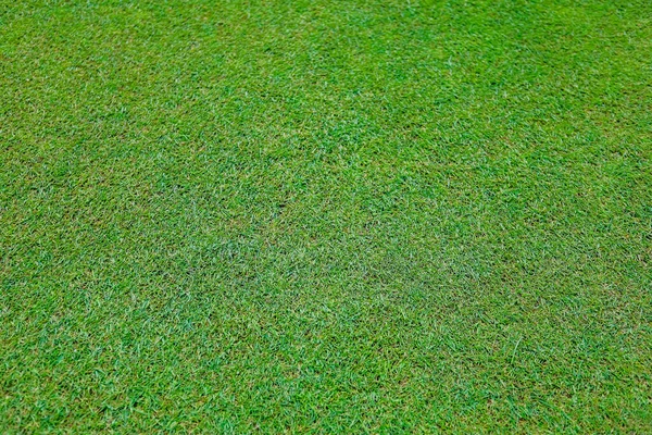 Erba verde sul campo da golf la sera — Foto Stock