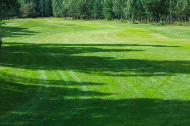 Taze yeşil çimen arka plan çim üst görünüm