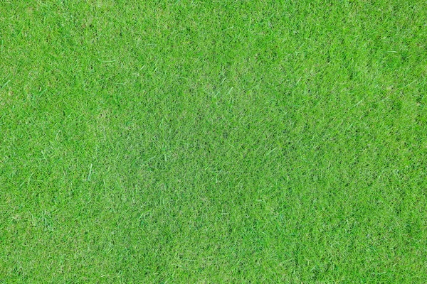 Вечером на поле для гольфа зеленая трава — стоковое фото