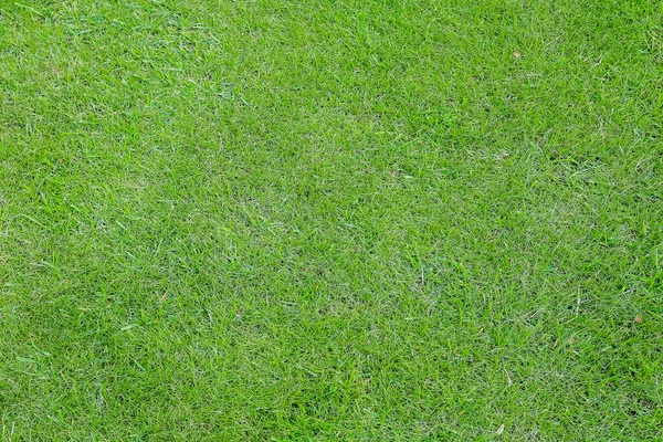 High angle view of green grass background — Stock Photo, Image