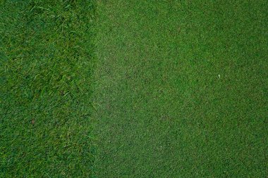 Golf sahasındaki doğal çimenler