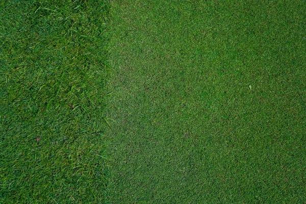 Golf sahasındaki doğal çimenler