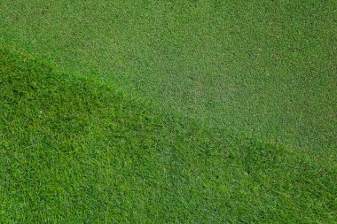 Golf sahasındaki doğal çimenler