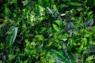 Yeşil yaprakların ve eğreltiotlarının üst görünümü, arkaplan