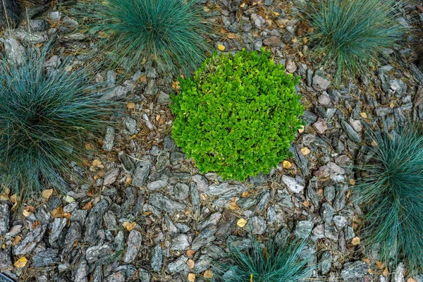 Üst manzara, top şeklinde yeşil bitki, yakın plan. — Stok fotoğraf