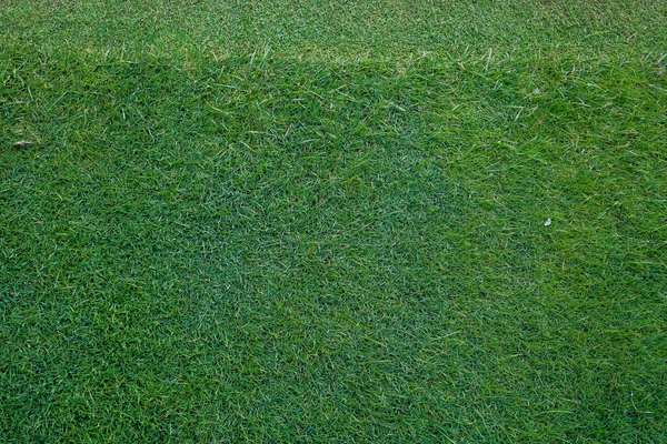 Vista ad alto angolo di sfondo erba verde — Foto Stock
