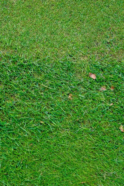 Césped verde en el campo de golf por la noche —  Fotos de Stock