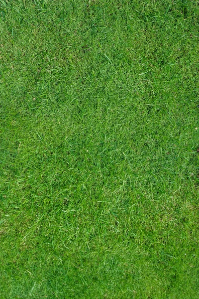 Zelená tráva na golfovém hřišti večer — Stock fotografie