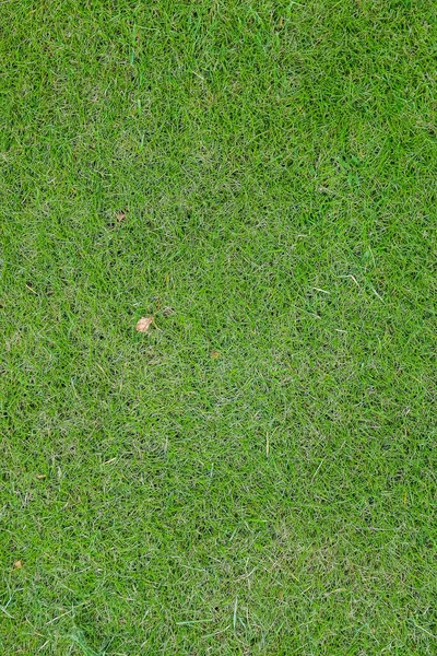 High angle view of green grass background — Stock Photo, Image