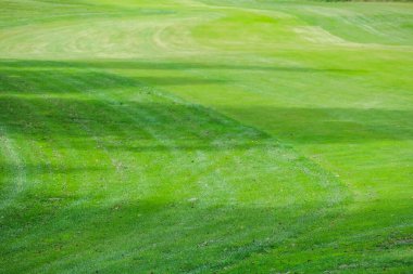 Arka plan için golf sahasının yeşil çimen dokusu.