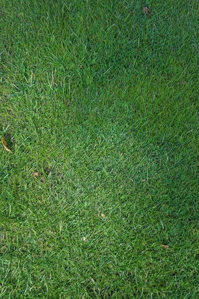 Texture d'herbe verte du terrain de golf pour le fond. — Photo