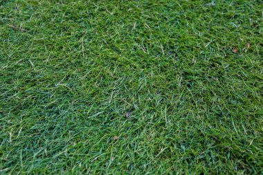 Arka plan için golf sahasının yeşil çimen dokusu.