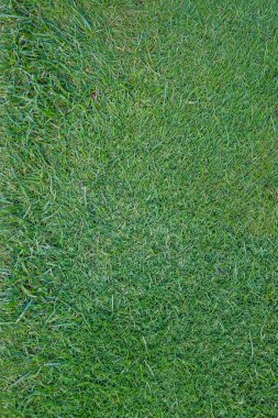 Arka plan için golf sahasının yeşil çimen dokusu.