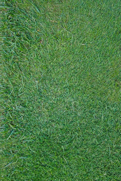 Textura de grama verde do campo de golfe para fundo. — Fotografia de Stock