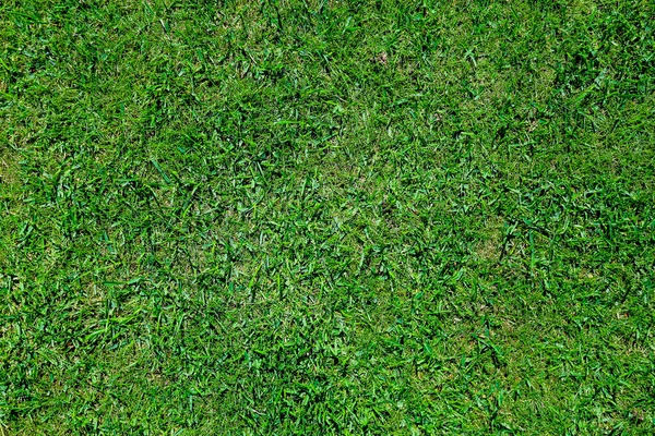 Groen gras op de golfbaan in de avond — Stockfoto