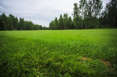 Ormanın ve mavi gökyüzünün arka planına karşı yeşil alan