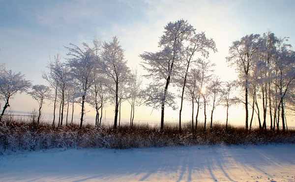 Floresta com árvores caducas na paisagem de inverno — Fotografia de Stock