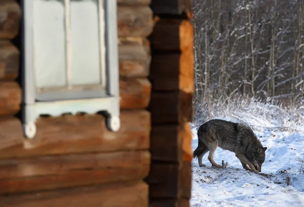 Grijze wolf staande in de buurt van huis — Stockfoto