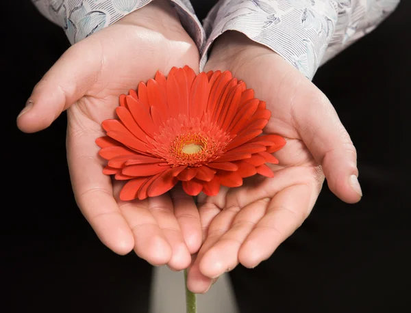 Les mains des hommes tenant une fleur — Photo