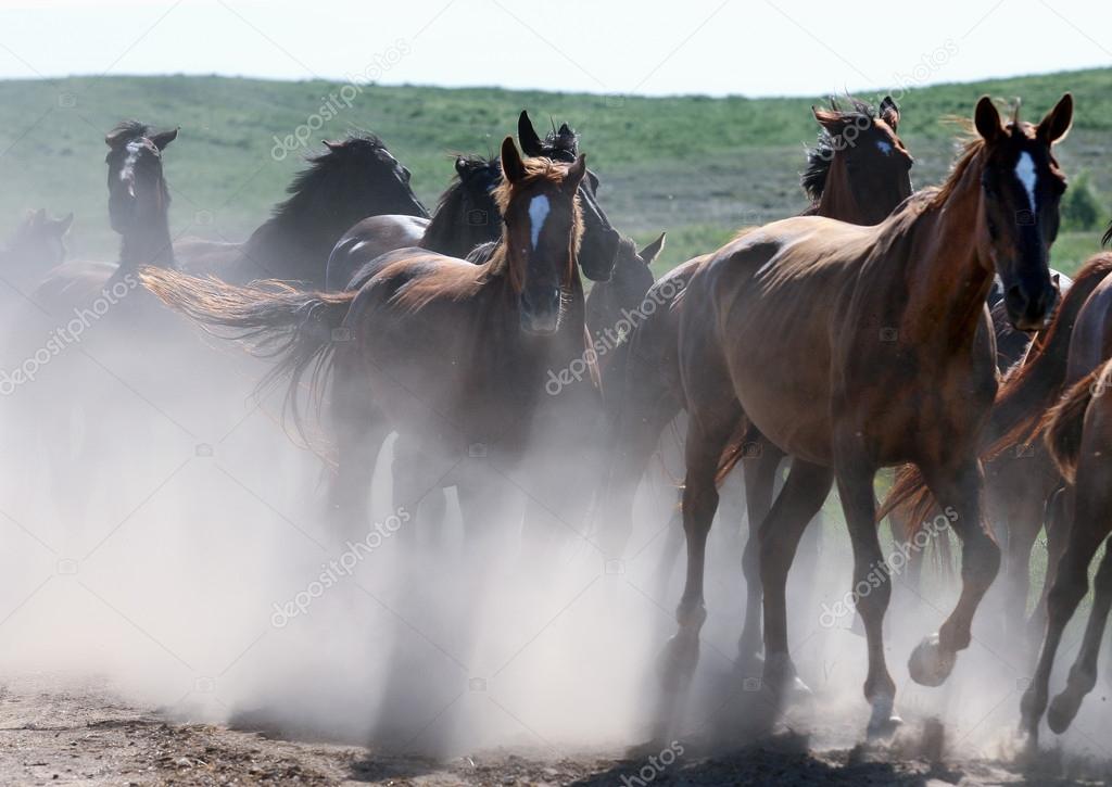 wild horses running in dust