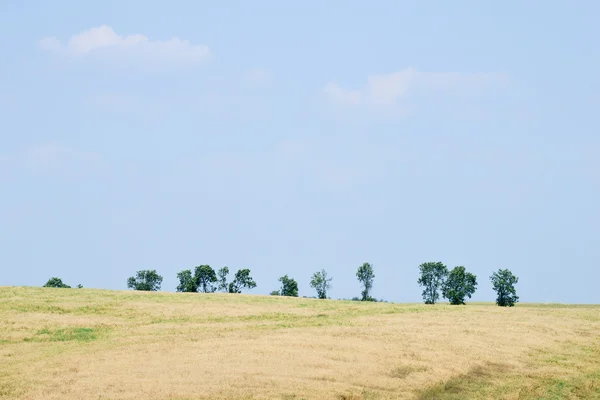 Summer landscape with wheat field and clouds — Stock Photo, Image