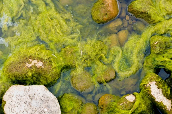 Камені у воді — стокове фото